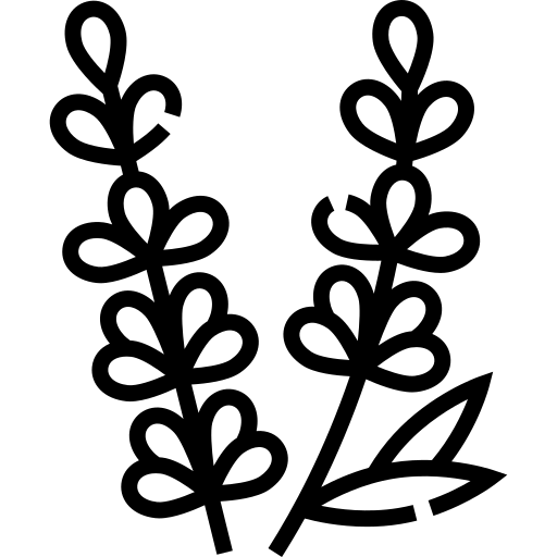 Levendula